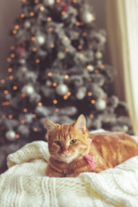 Holiday Hacks for a Clean, Festive, Pet-Friendly Home Image
